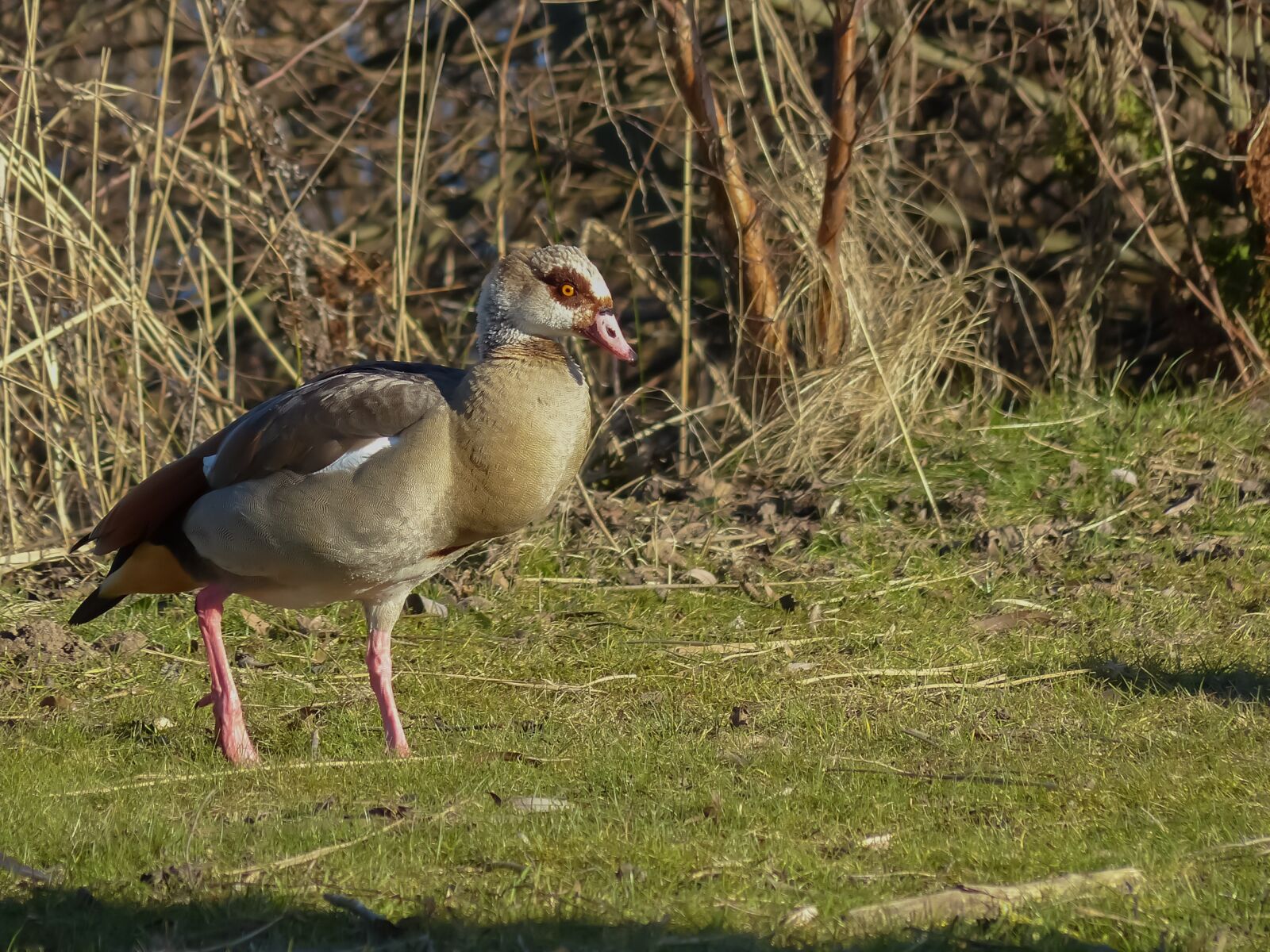 Panasonic Lumix DMC-FZ200 sample photo. Goose, bird, waterfowl photography