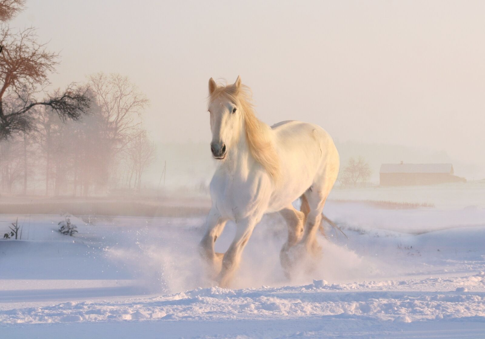 Canon EOS 350D (EOS Digital Rebel XT / EOS Kiss Digital N) sample photo. White horse, winter, snow photography