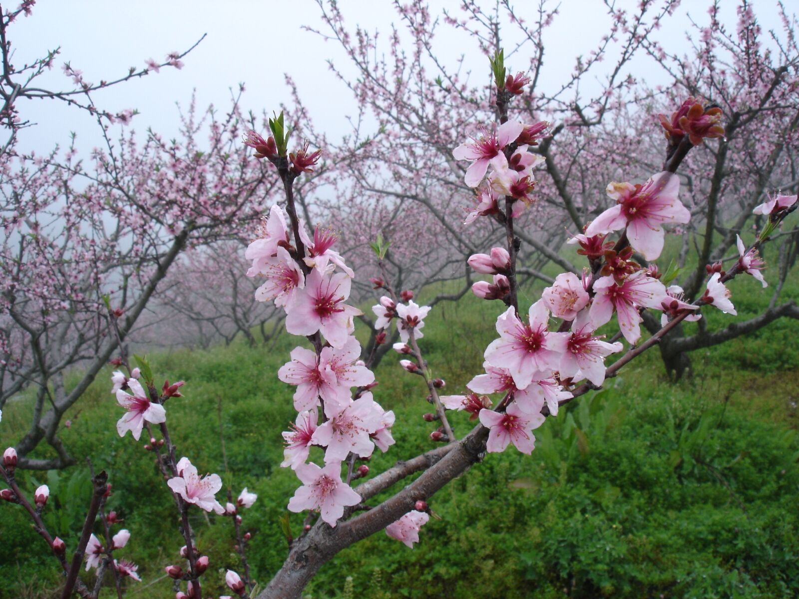Sony DSC-P100 sample photo. Peach blossom, in full photography