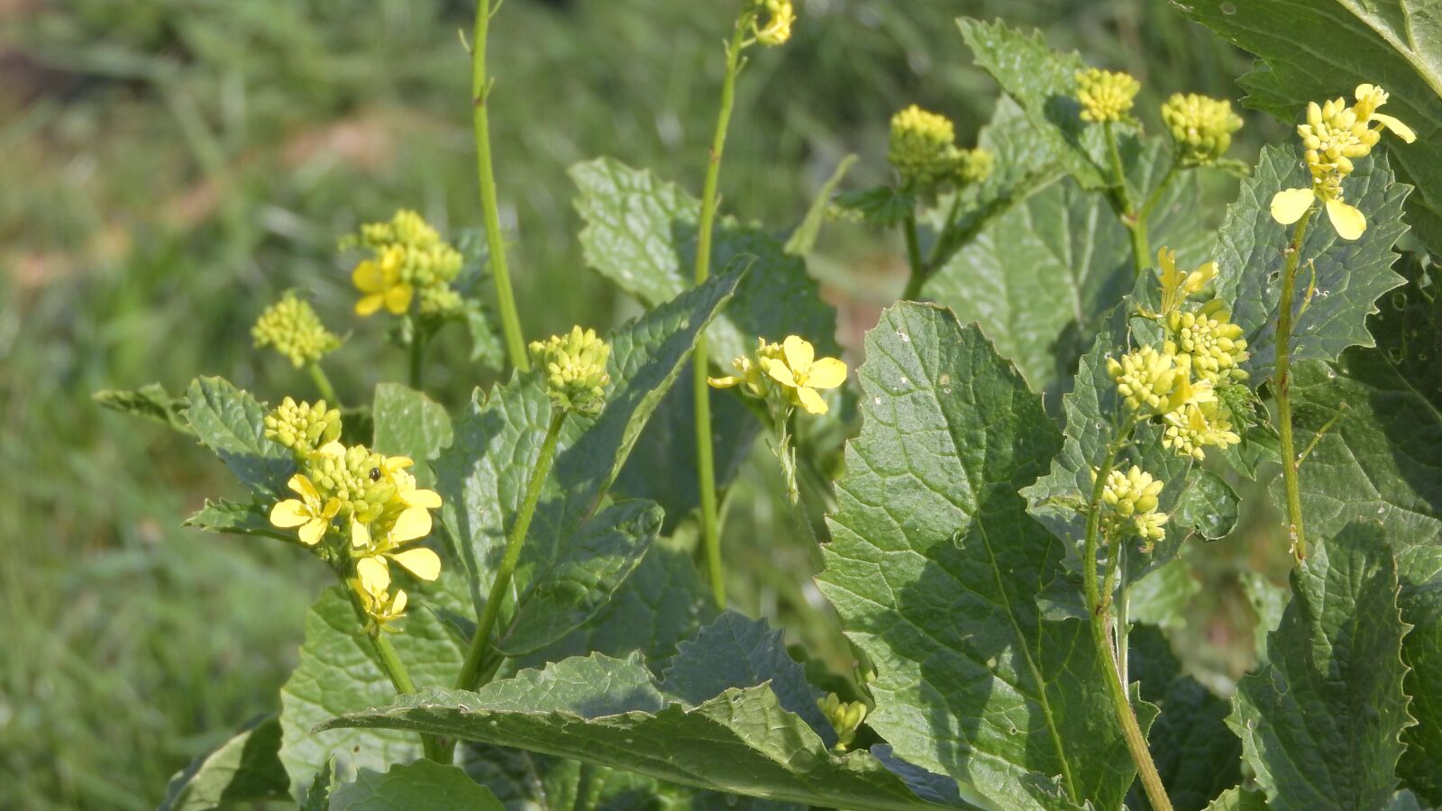 Nikon Coolpix P610 sample photo. Mustard field, other arvensis photography