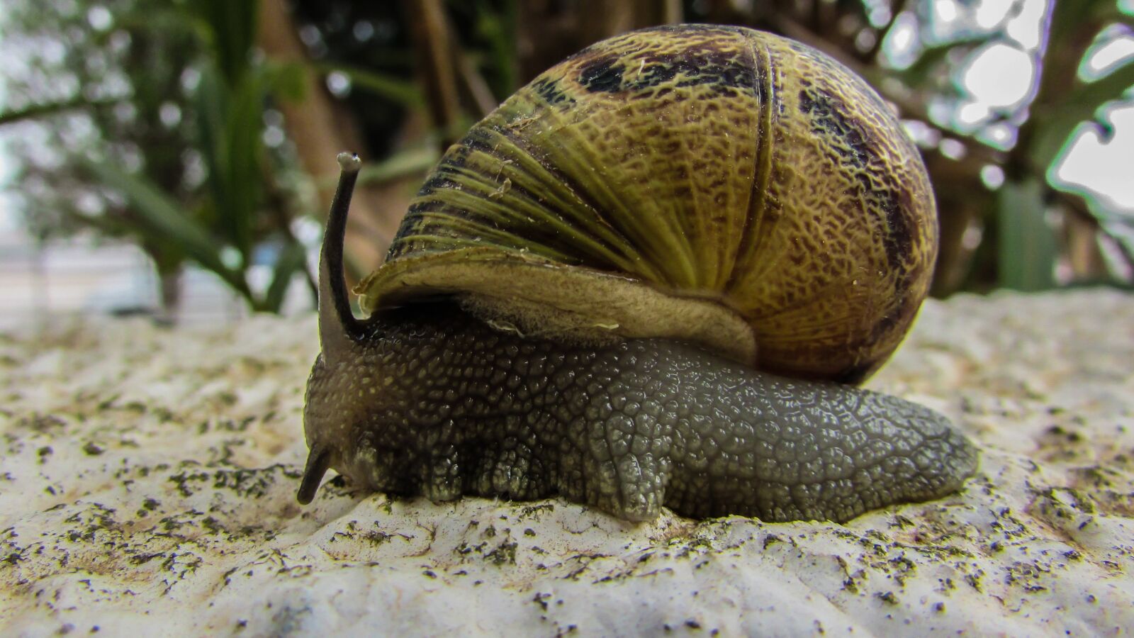 Canon PowerShot SX400 IS sample photo. Snail, garden, nature photography
