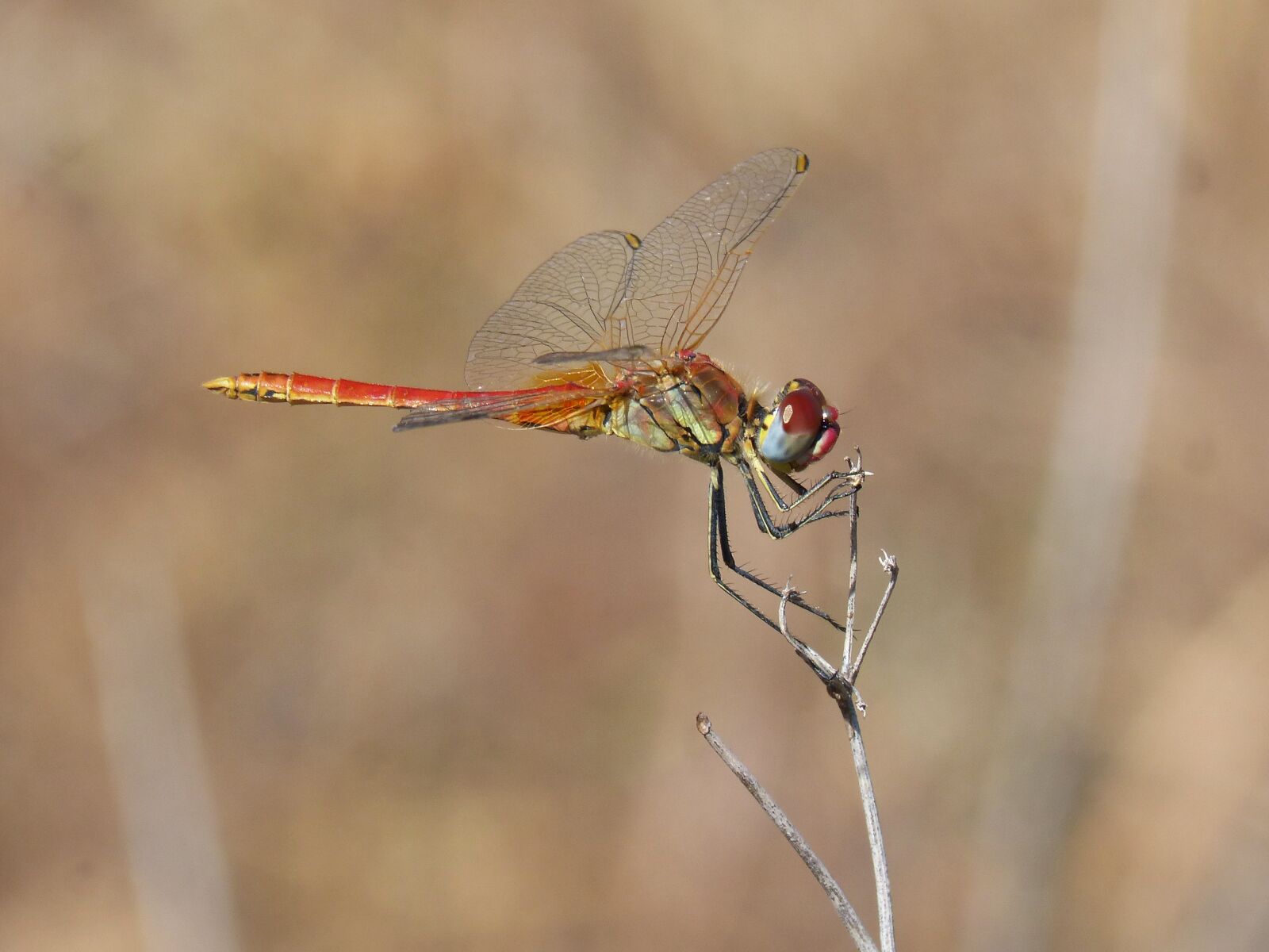 Panasonic DMC-FZ62 sample photo. Dragonfly, red dragonfly, beauty photography