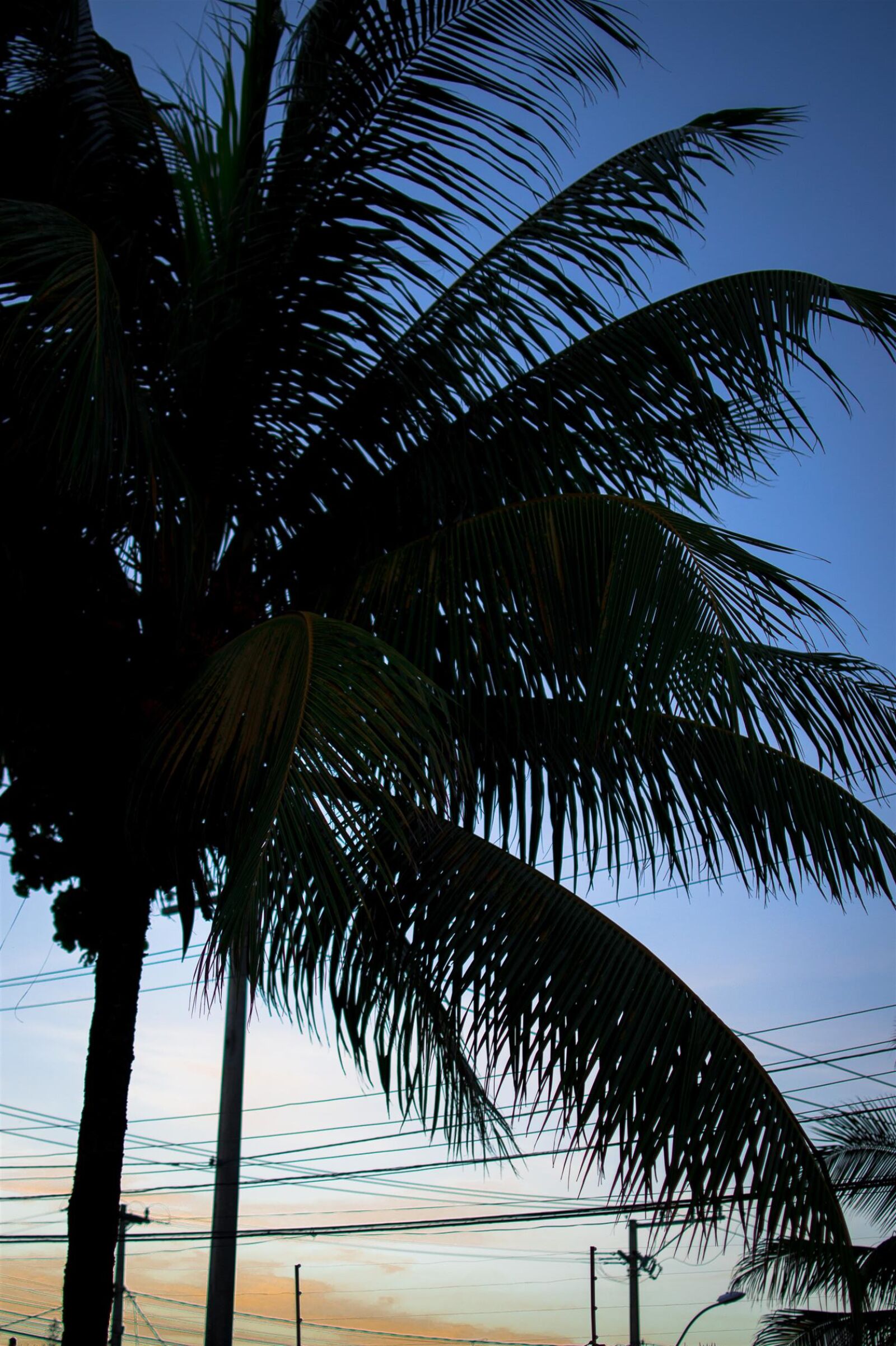 Nikon D3100 sample photo. Amanhecer, coqueiro, nature, palmtree photography