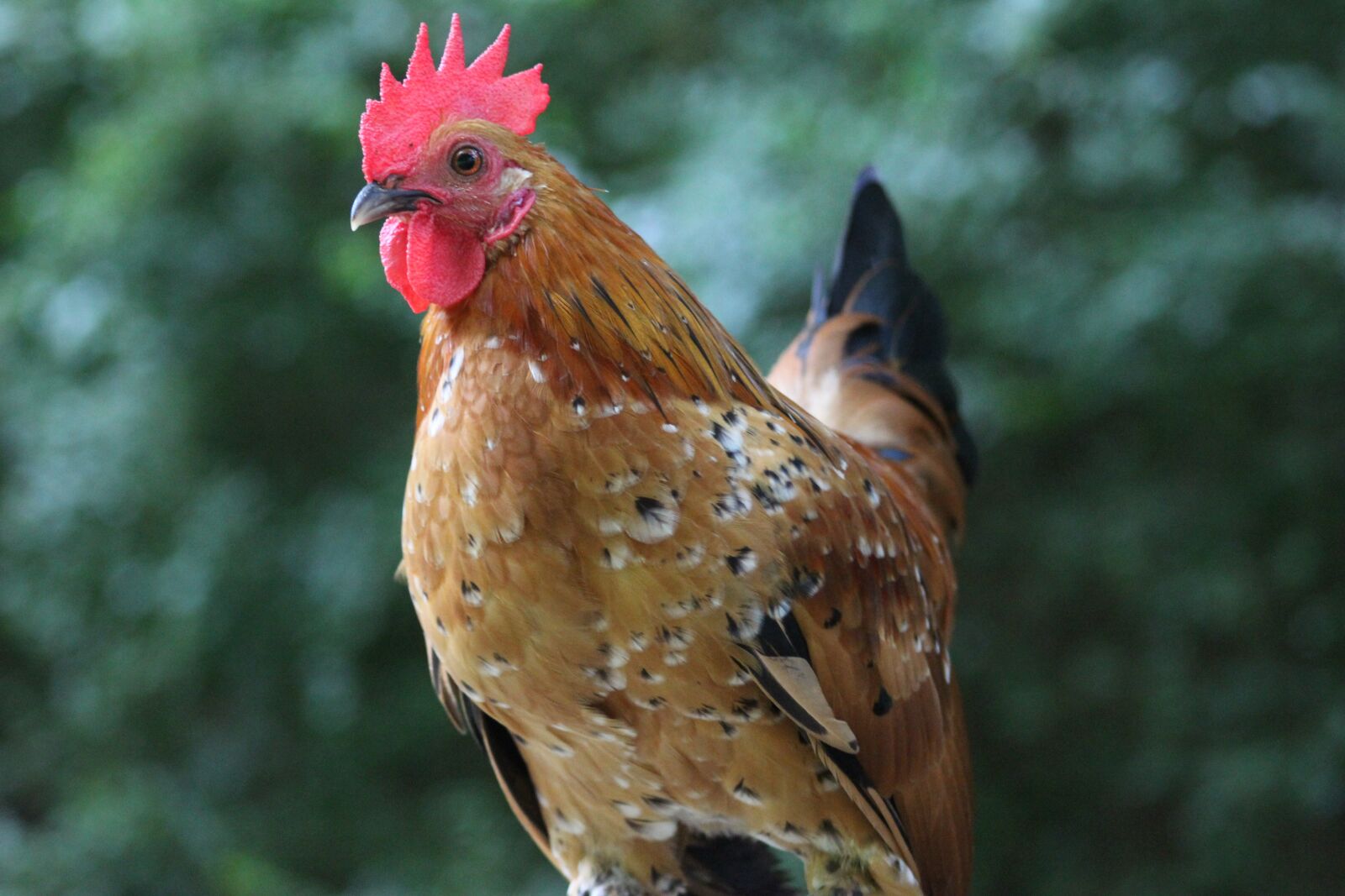 Canon EOS 1200D (EOS Rebel T5 / EOS Kiss X70 / EOS Hi) sample photo. Rooster, nature, bird photography