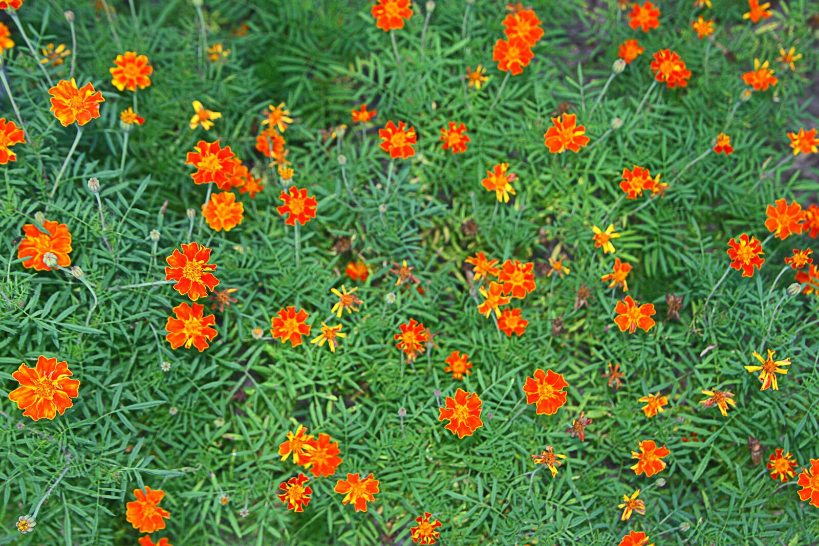 Canon EOS 40D sample photo. Flowers, flower gardens, plants photography