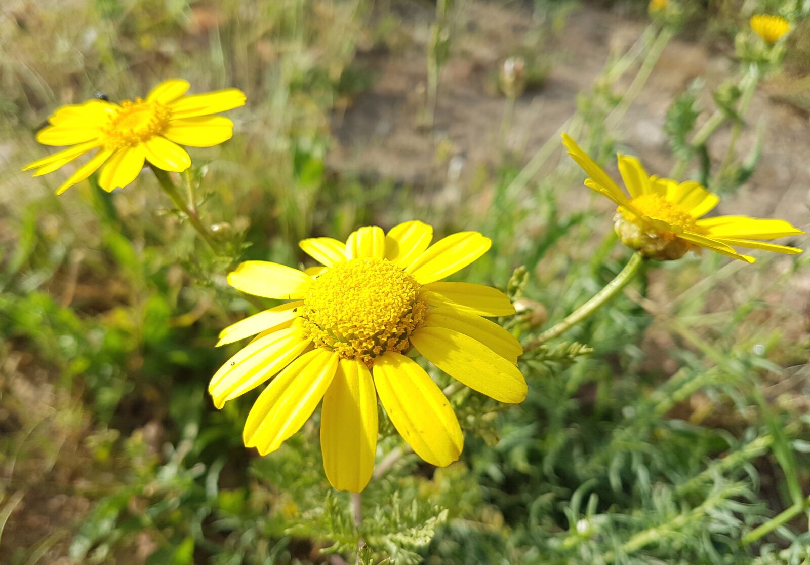 Samsung Galaxy S7 Edge sample photo. Nature, flora, flower photography