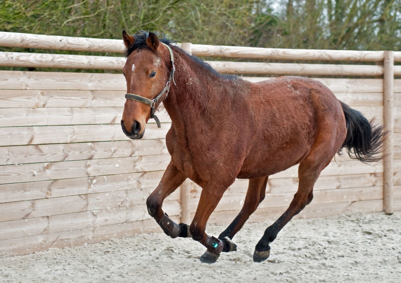 Nikon D300 sample photo. Horse, run, filly photography