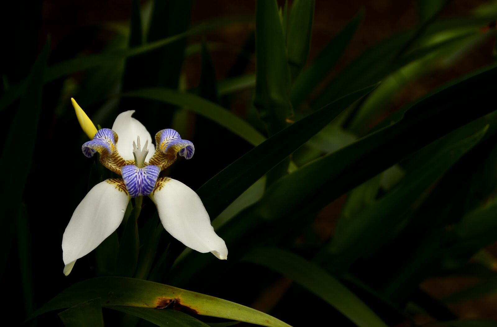 Nikon D7000 sample photo. Flower, wild, nature photography
