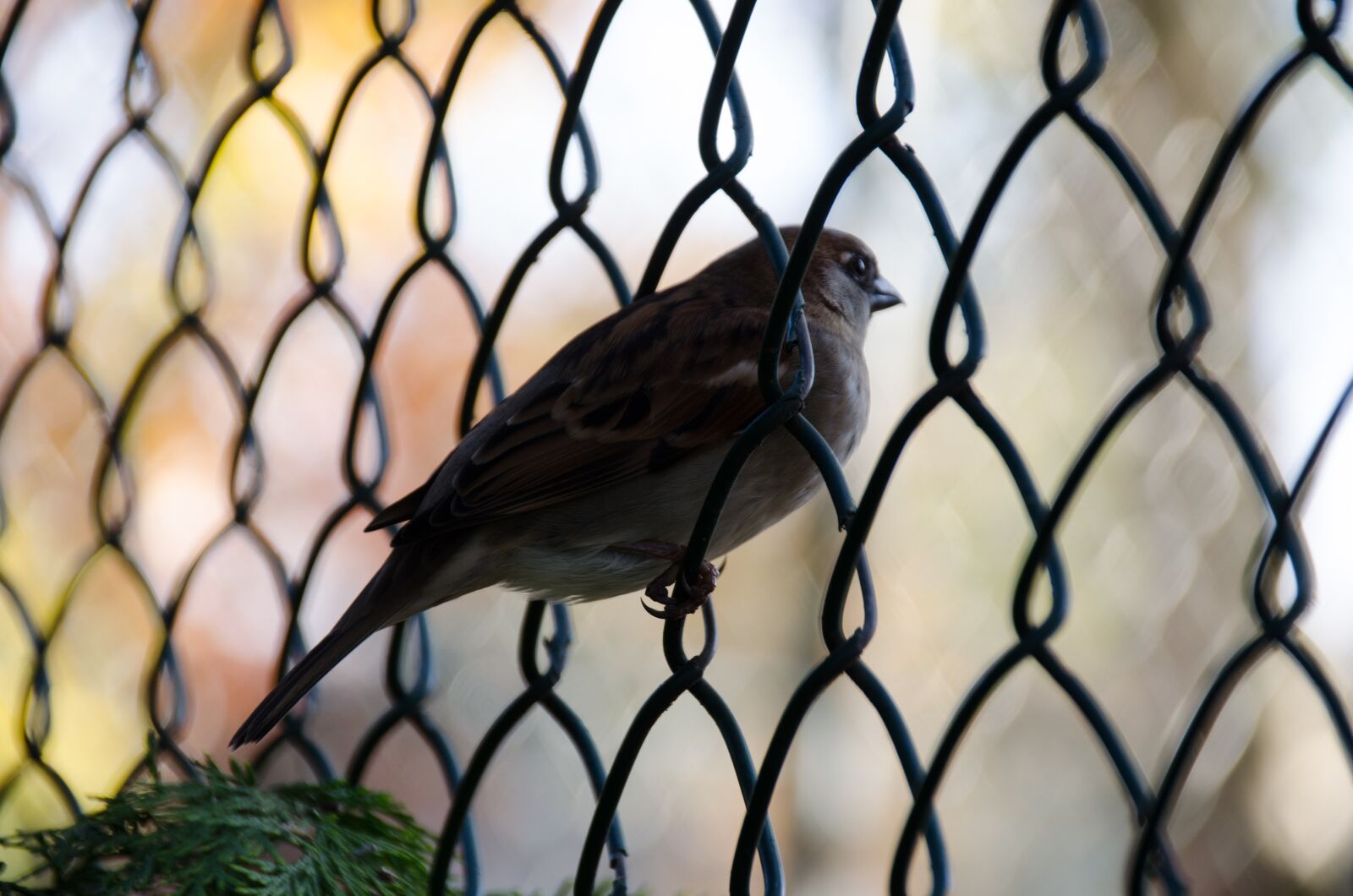 Nikon D5100 sample photo. Bird, fence, plumage photography