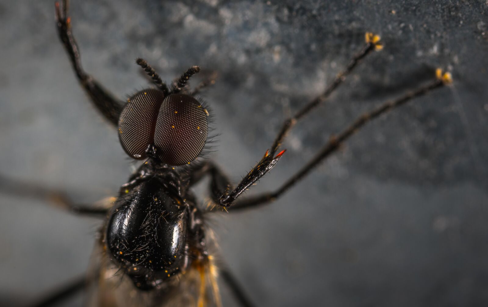 #124 65/2.8 sample photo. Insect, fly, facet photography