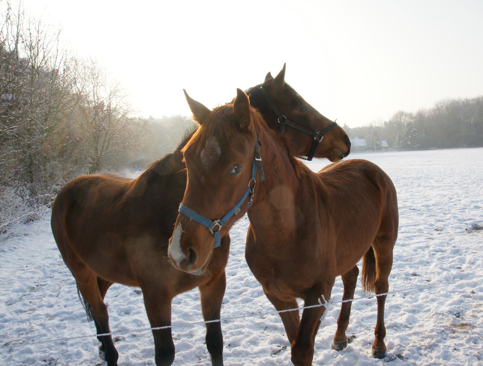 Sony Alpha DSLR-A700 sample photo. Horses, snow, winter photography