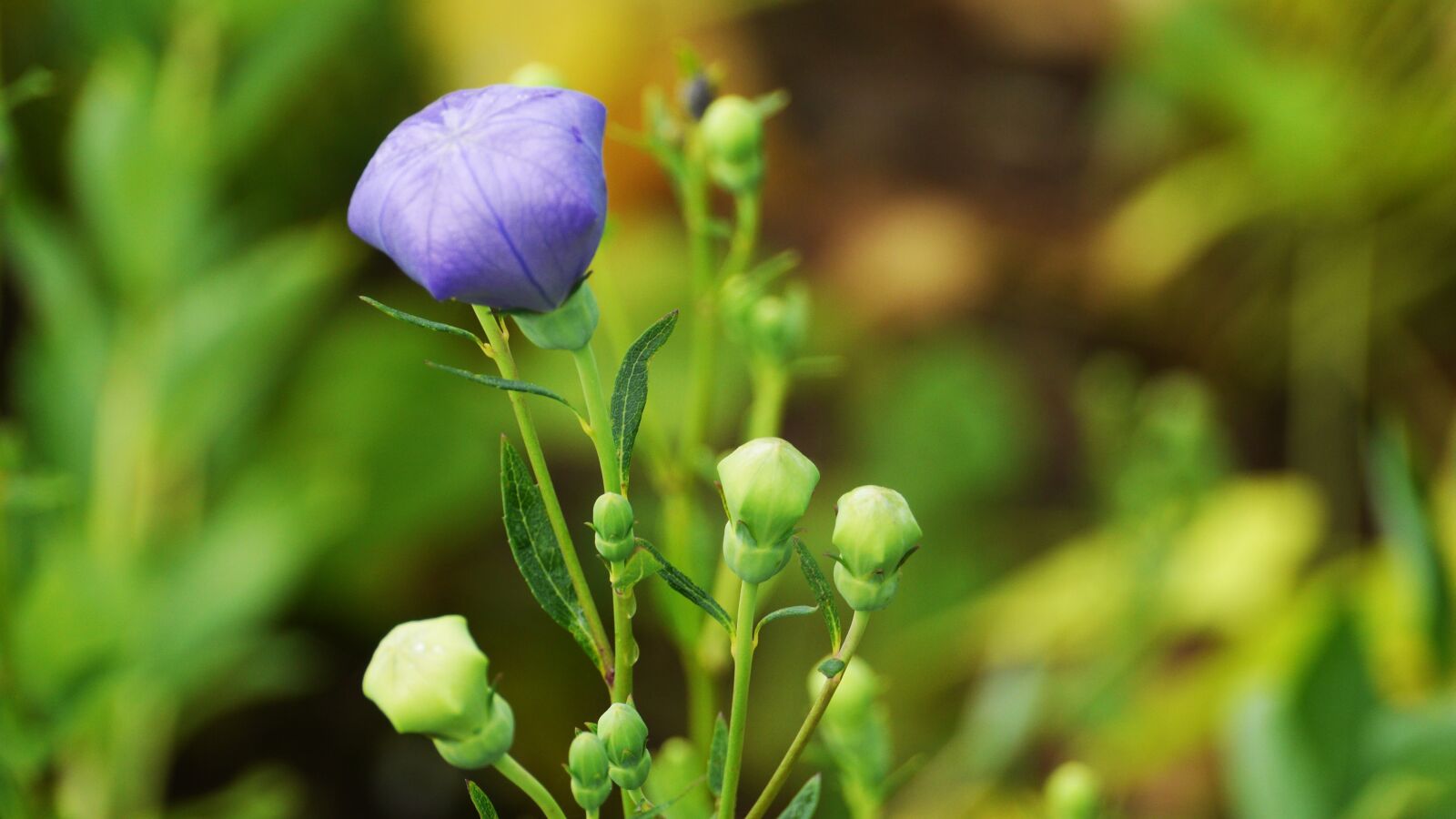 Panasonic Lumix DMC-GH3 sample photo. Bellflower, bellflower flower, see photography