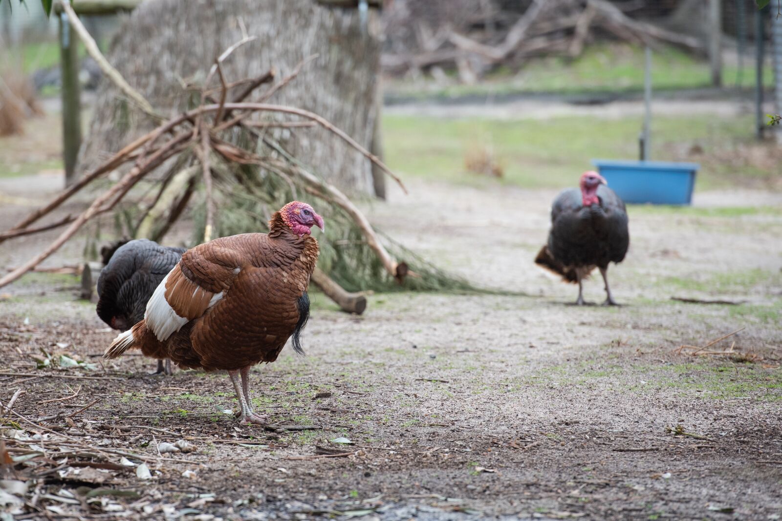 Nikon D750 sample photo. Turkey, bird, avian photography