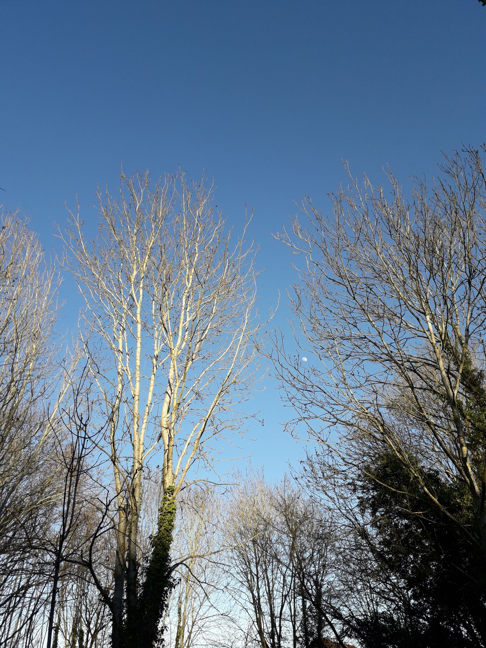 Samsung Galaxy J6 sample photo. Blue sky, trees, tall photography