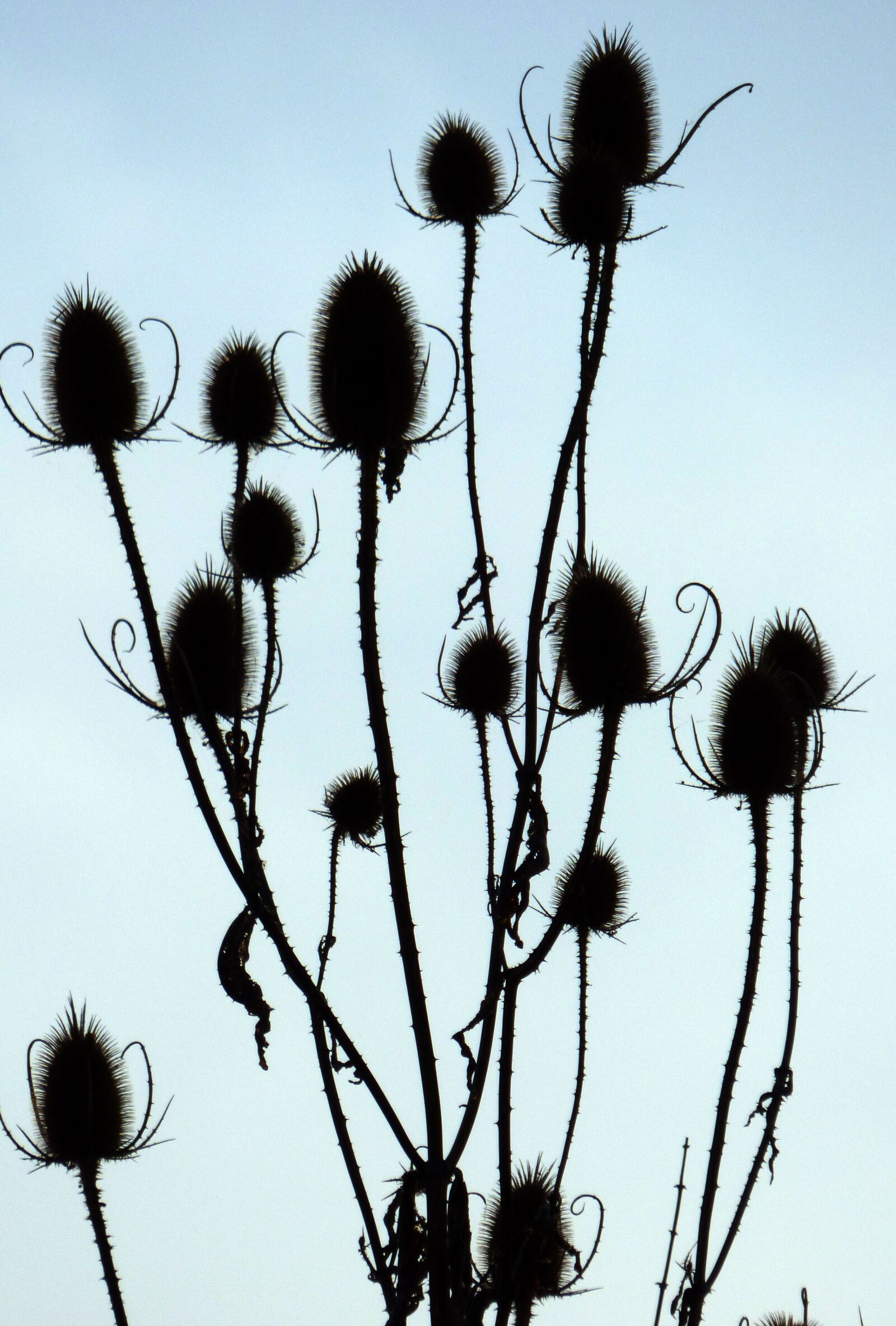 Panasonic DMC-FZ72 sample photo. Fall, thistles, against day photography