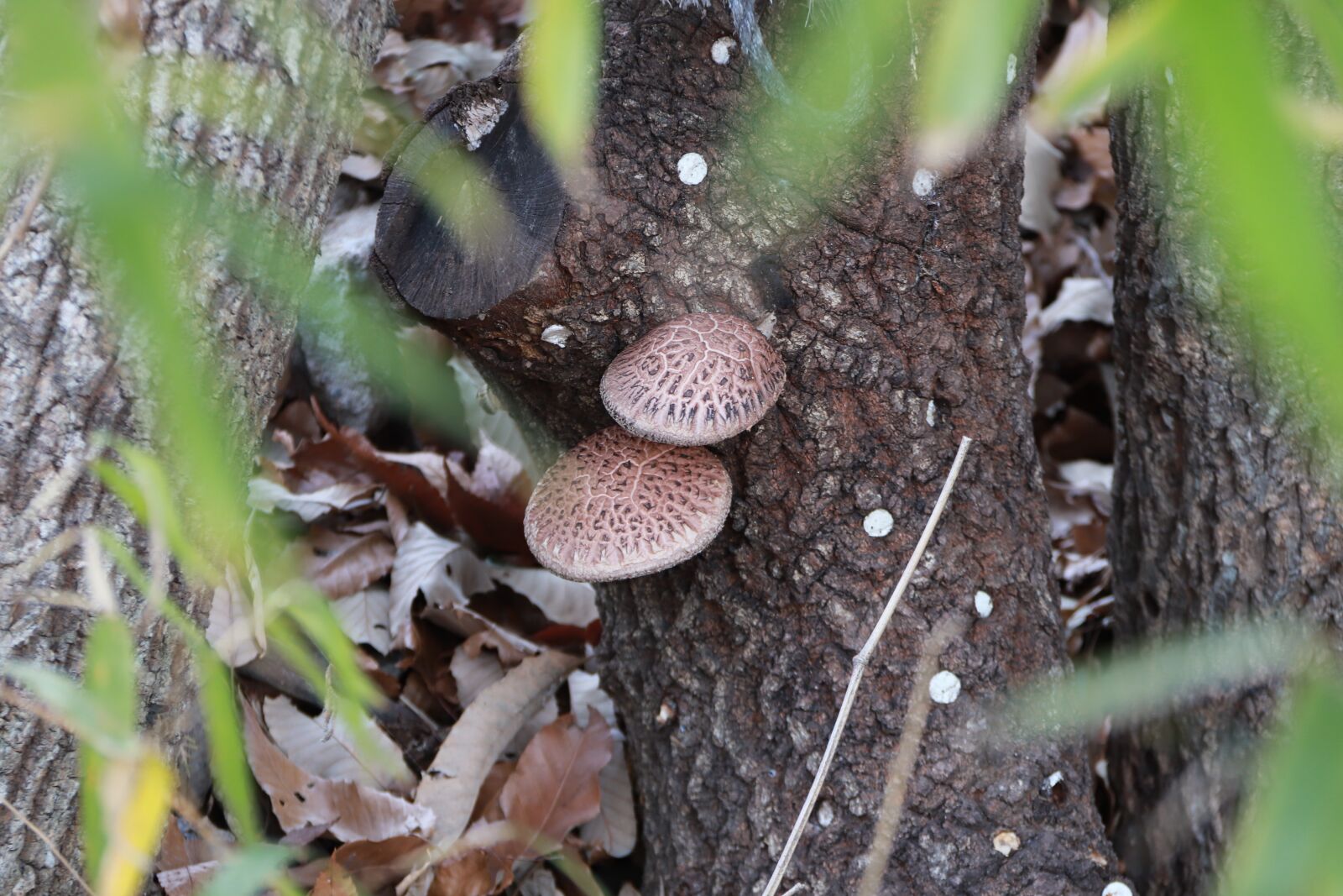 Canon EF-S 18-200mm F3.5-5.6 IS sample photo. Mushroom, fungi, mushrooms photography