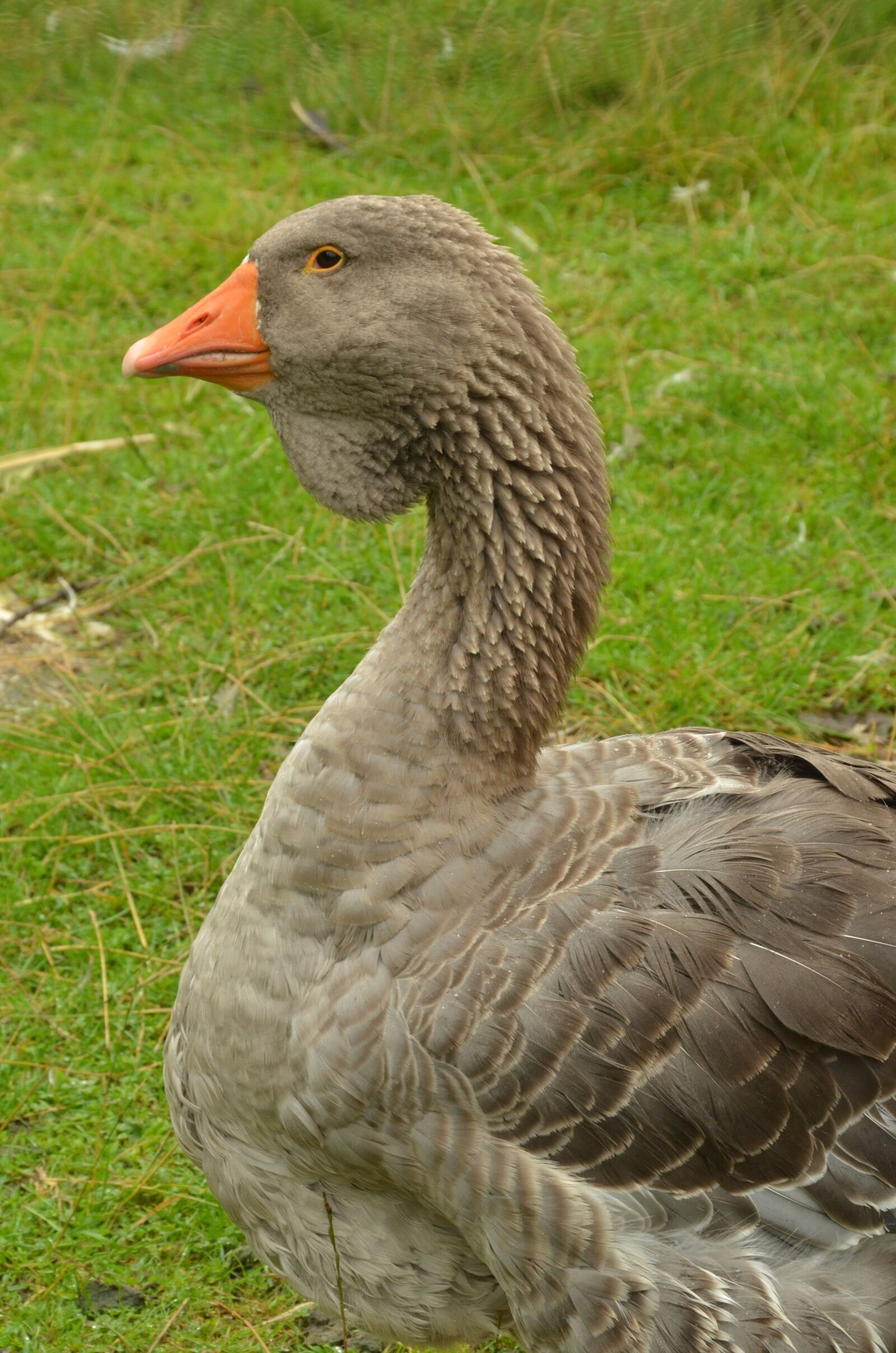 Nikon D7000 sample photo. Bird, goose, waterfowl photography