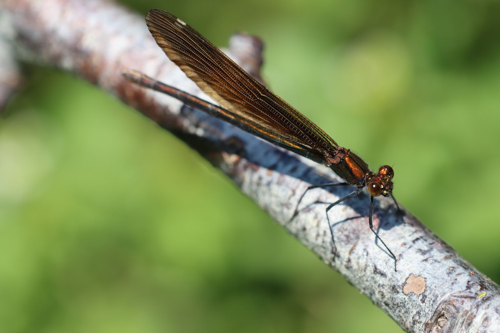 Canon EOS 90D sample photo. Dragonfly, stream dragonfly, beautiful photography