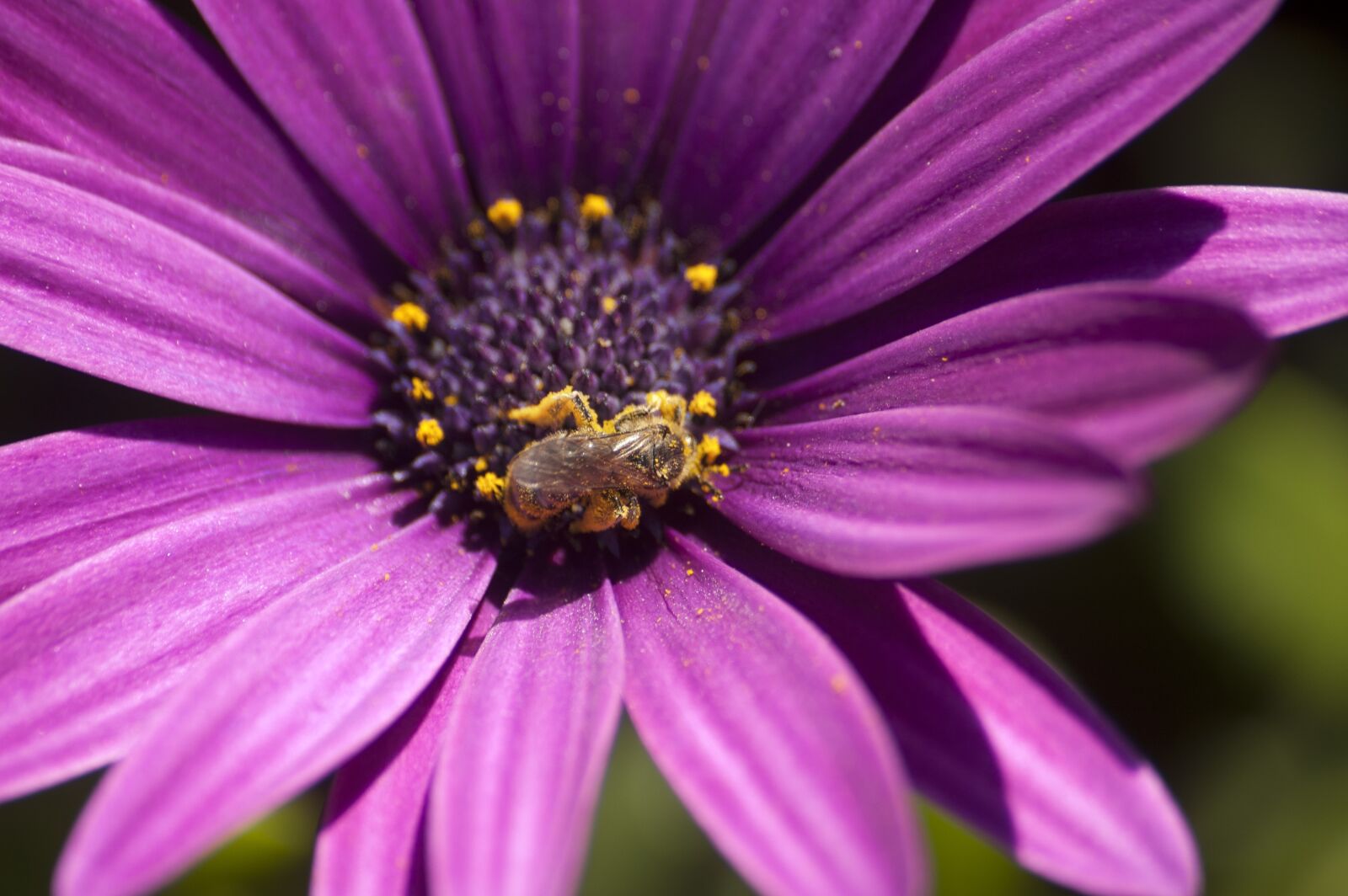 Nikon D50 sample photo. Pollen, bee, flower photography