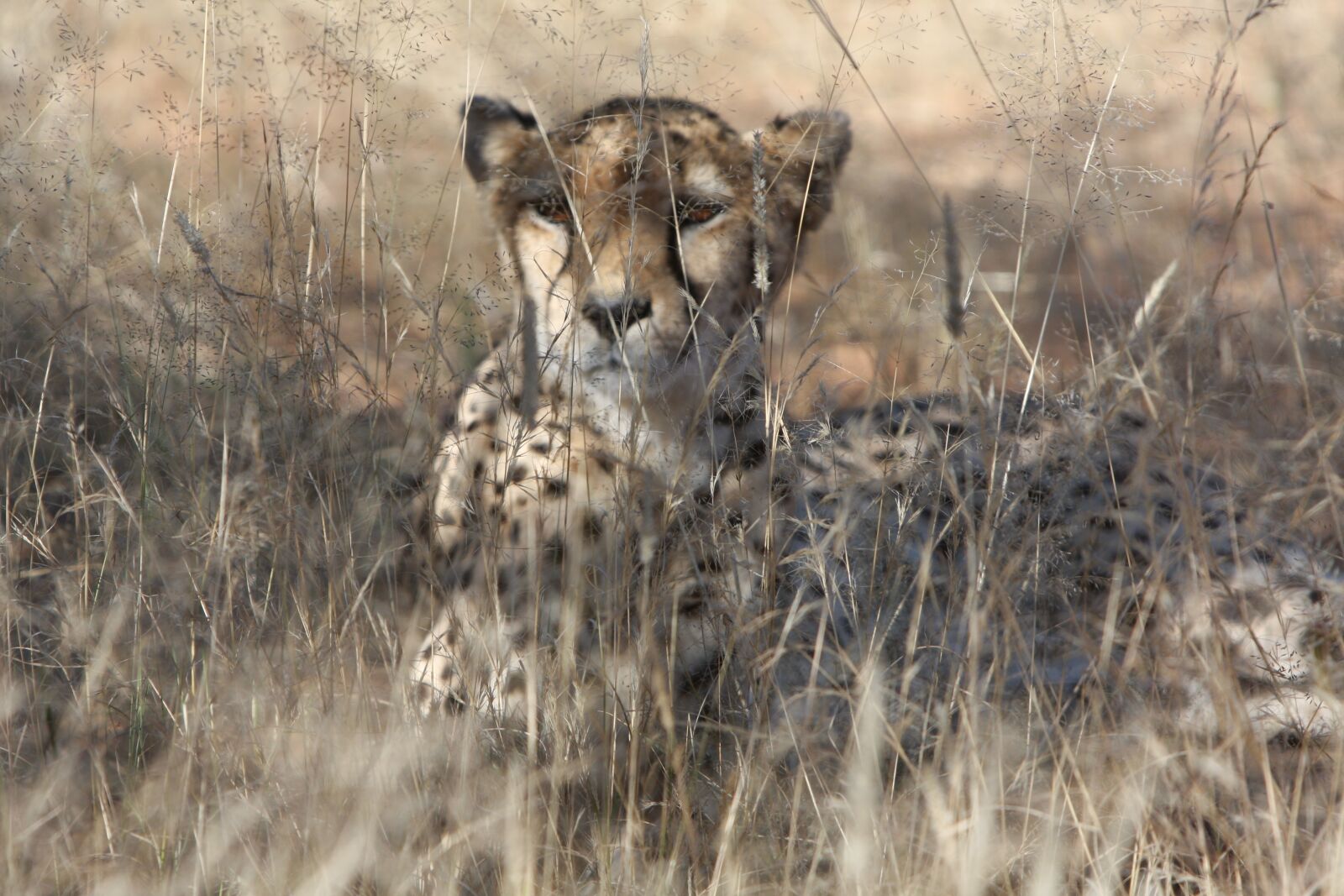 Canon EOS 40D sample photo. Cheetah, namibia, wild photography