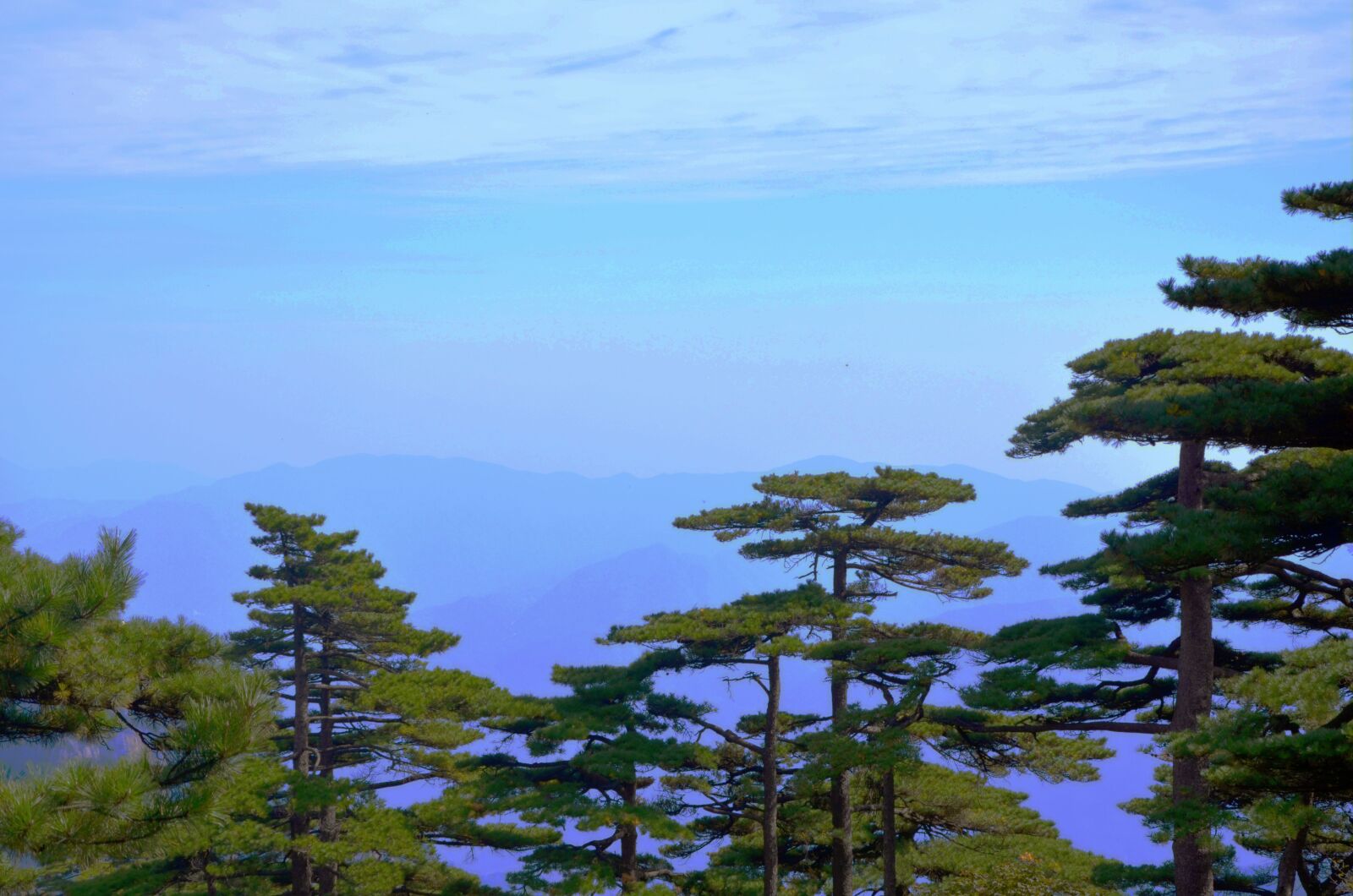 Nikon D5100 sample photo. Nature, outdoor, tree photography