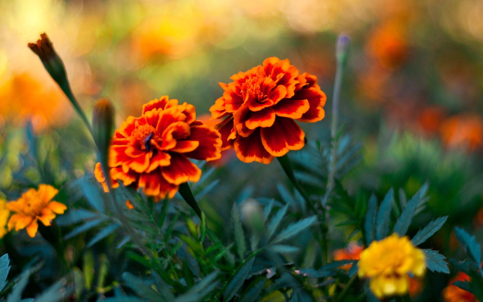 Canon EOS 40D sample photo. Most beautiful flower, flower photography
