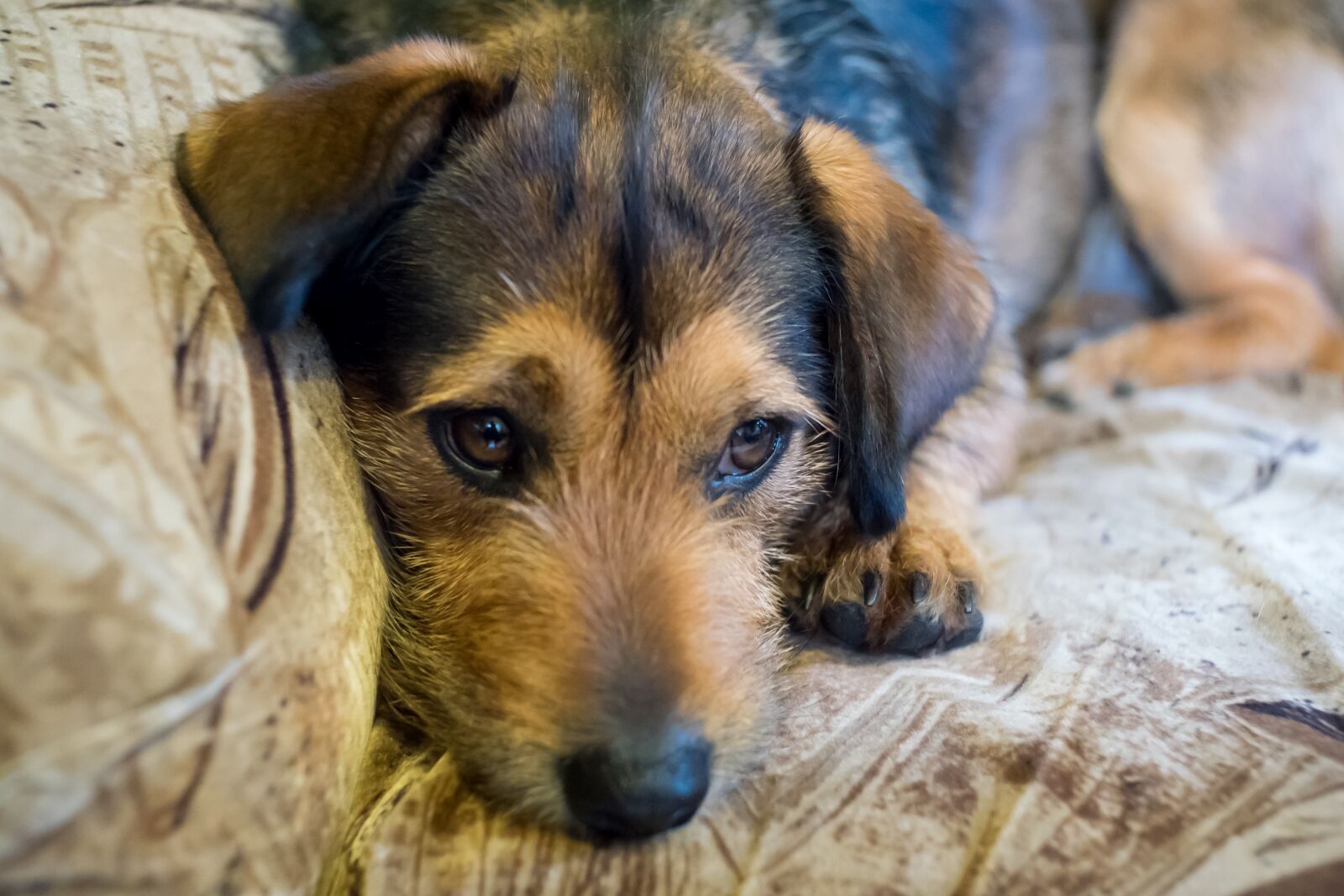 Fujifilm X-T10 sample photo. Animals, charming, mammals photography
