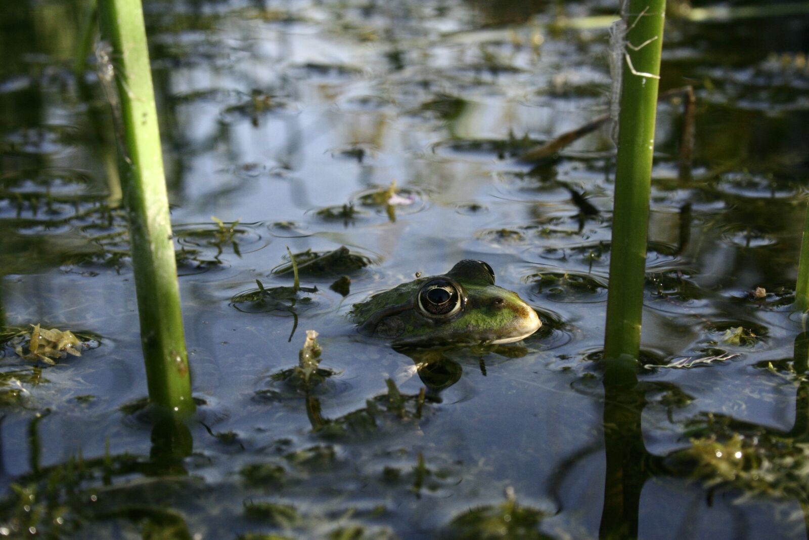 Canon EOS 350D (EOS Digital Rebel XT / EOS Kiss Digital N) sample photo. Puddle, waters, lake photography