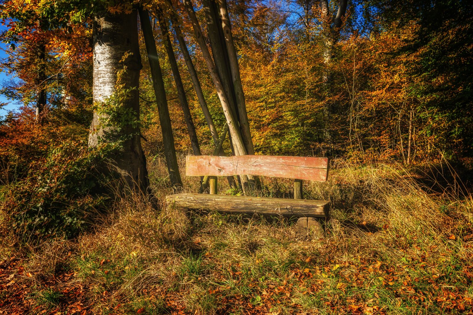 Nikon D3300 sample photo. Bank, forest, nature photography