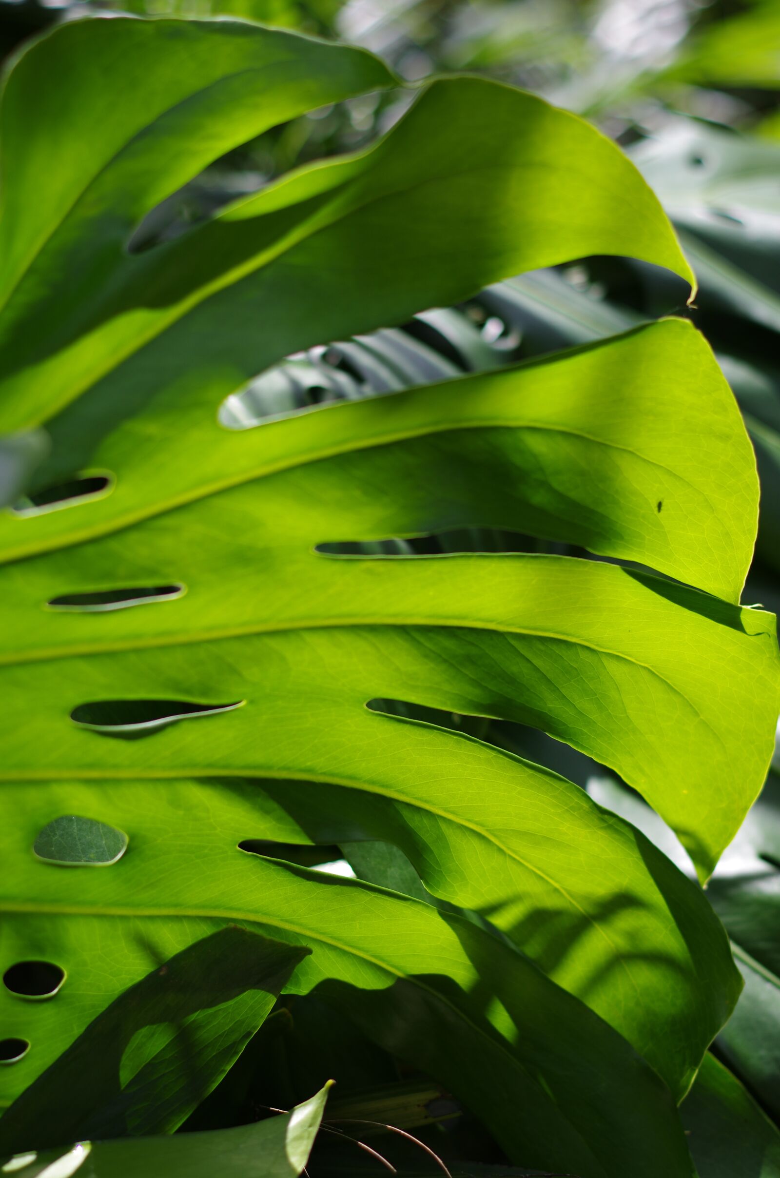 Pentax K-5 sample photo. Monstera deliciosa, leaf, nature photography