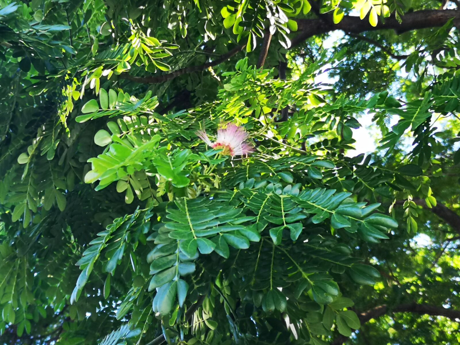 HUAWEI CLT-L29 sample photo. Green, flower, nature photography