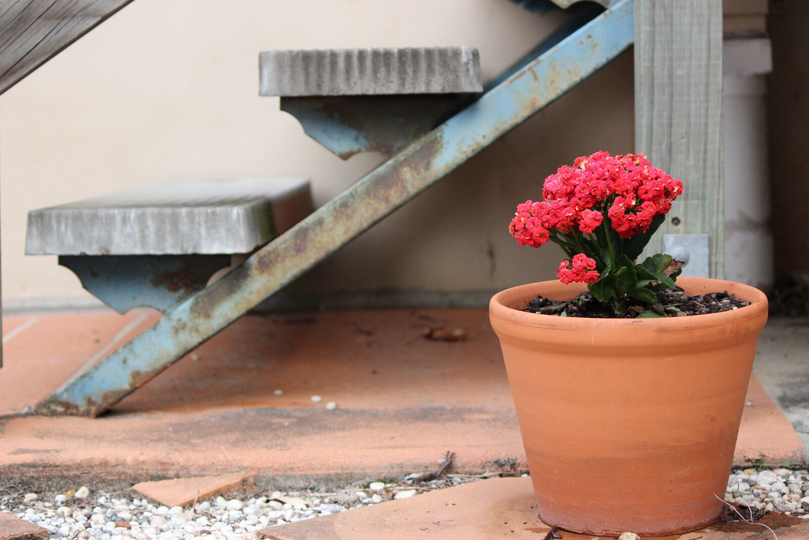 Canon EF-S 55-250mm F4-5.6 IS II sample photo. Pot, plant, flower photography