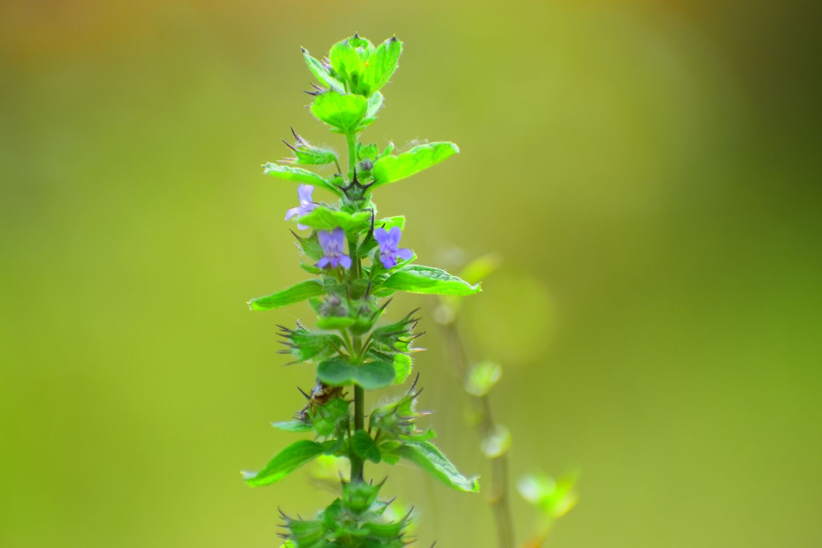 Nikon D5600 sample photo. Leaf, nature, flora photography