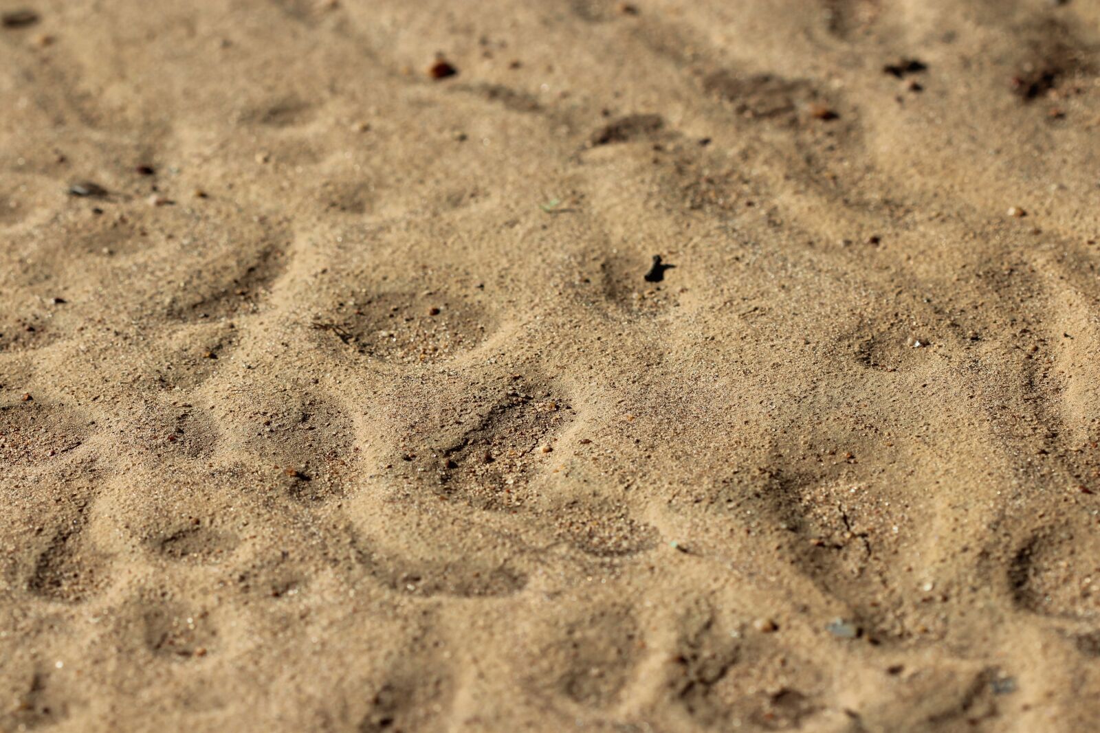 Canon EOS 600D (Rebel EOS T3i / EOS Kiss X5) + Canon EF 100mm F2.8 Macro USM sample photo. Kruger, fate, sand photography