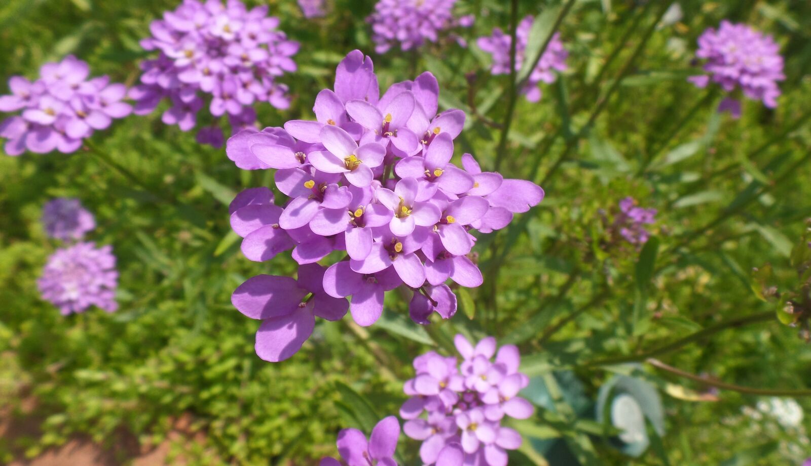 Samsung WB800F sample photo. Flower, purple, nature photography