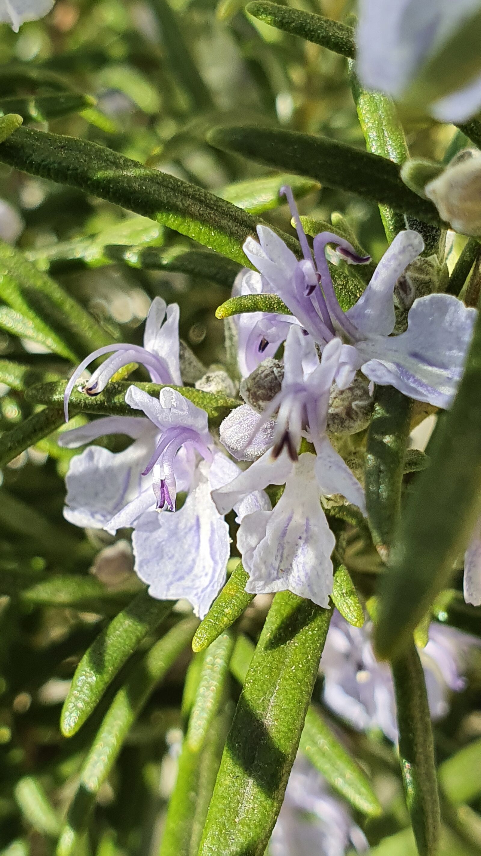 Samsung Galaxy S10+ sample photo. Rosemary, herbs, flowers photography