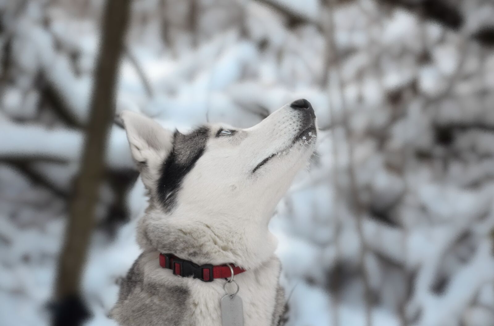 Nikon D5100 sample photo. Dog, siberian, husky photography
