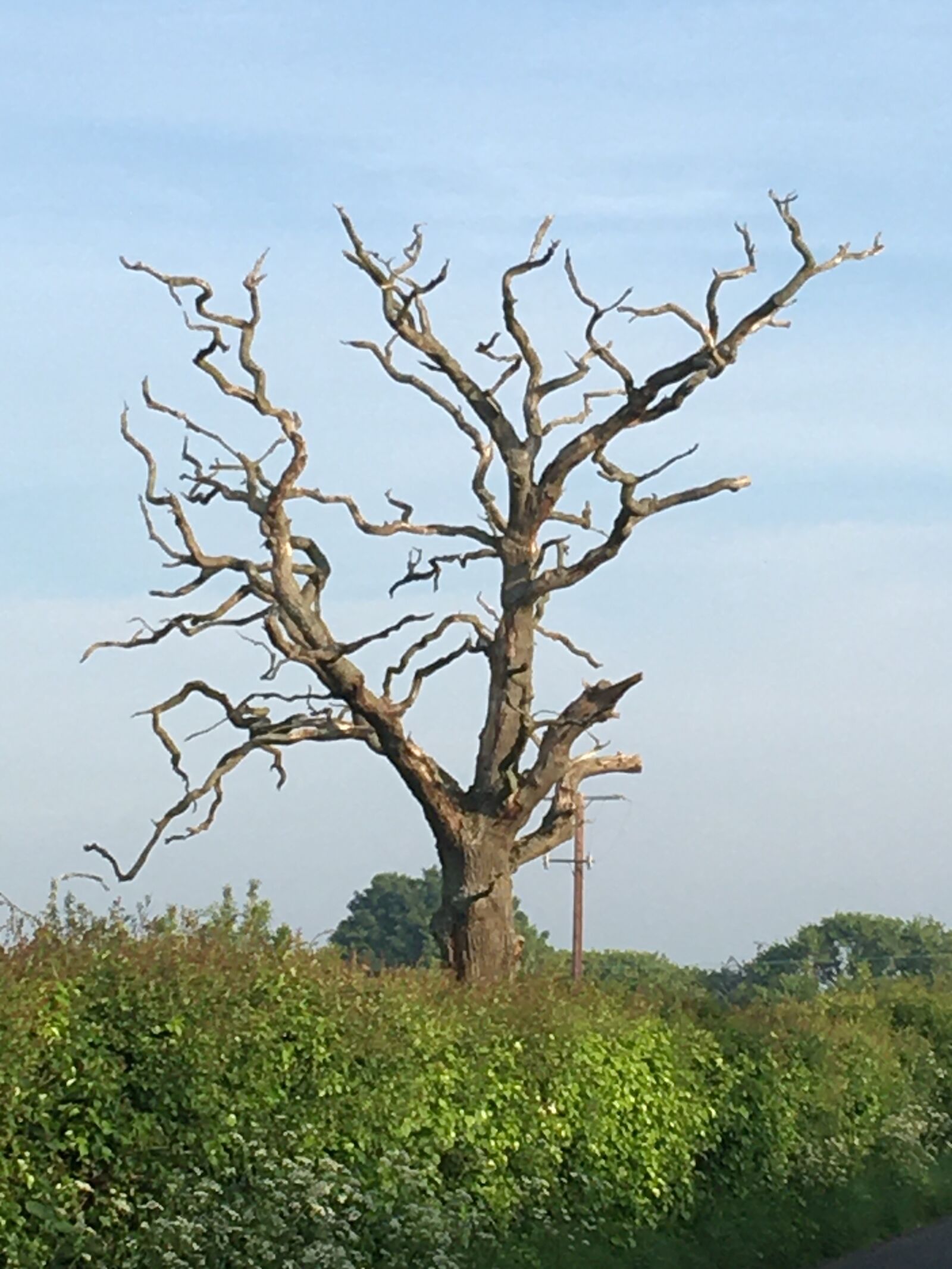 iPhone 6s Plus back camera 4.15mm f/2.2 sample photo. Sully, dead tree, farm photography