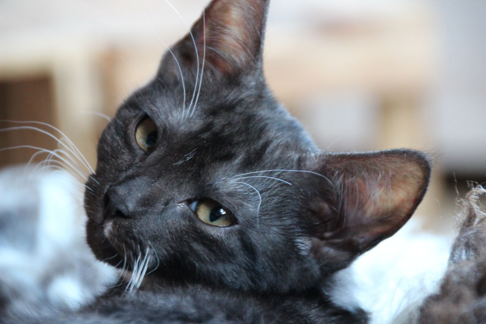 Canon EOS 600D (Rebel EOS T3i / EOS Kiss X5) sample photo. Cat, cat puppy, pet photography