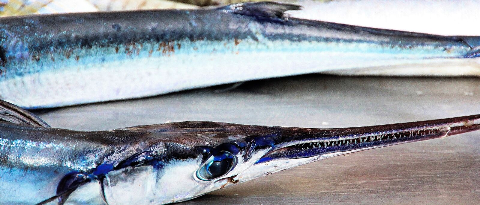 Canon EOS 60D sample photo. Fish, sea, blue photography