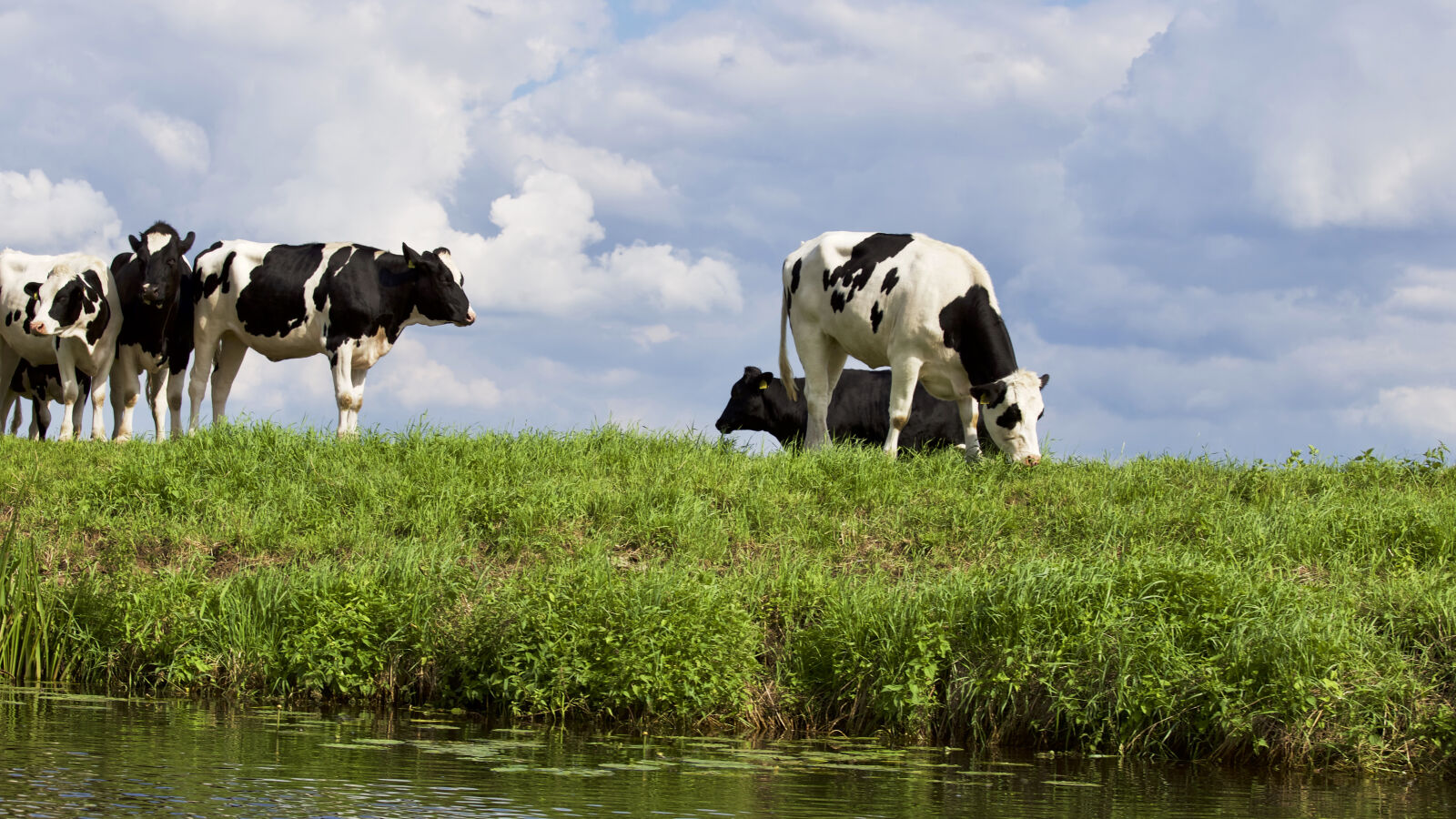 Canon EF 70-200mm F4L IS USM sample photo. Cows, on, farm, against photography