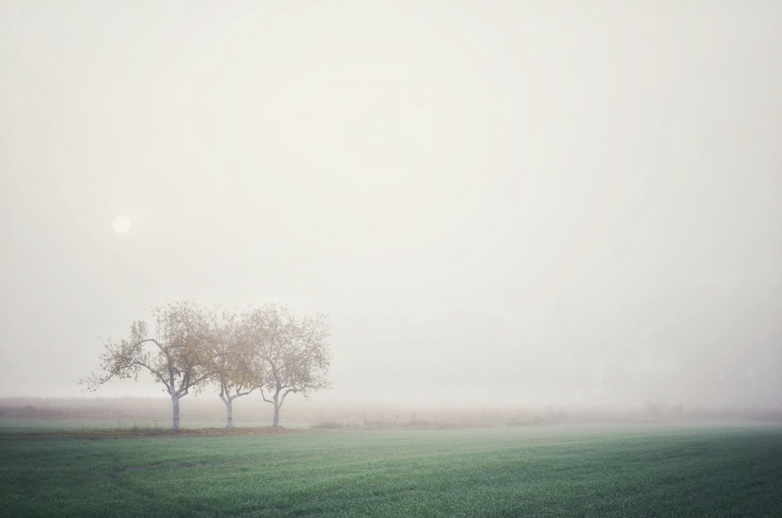 Nikon D5100 sample photo. Fog, trees, valley photography