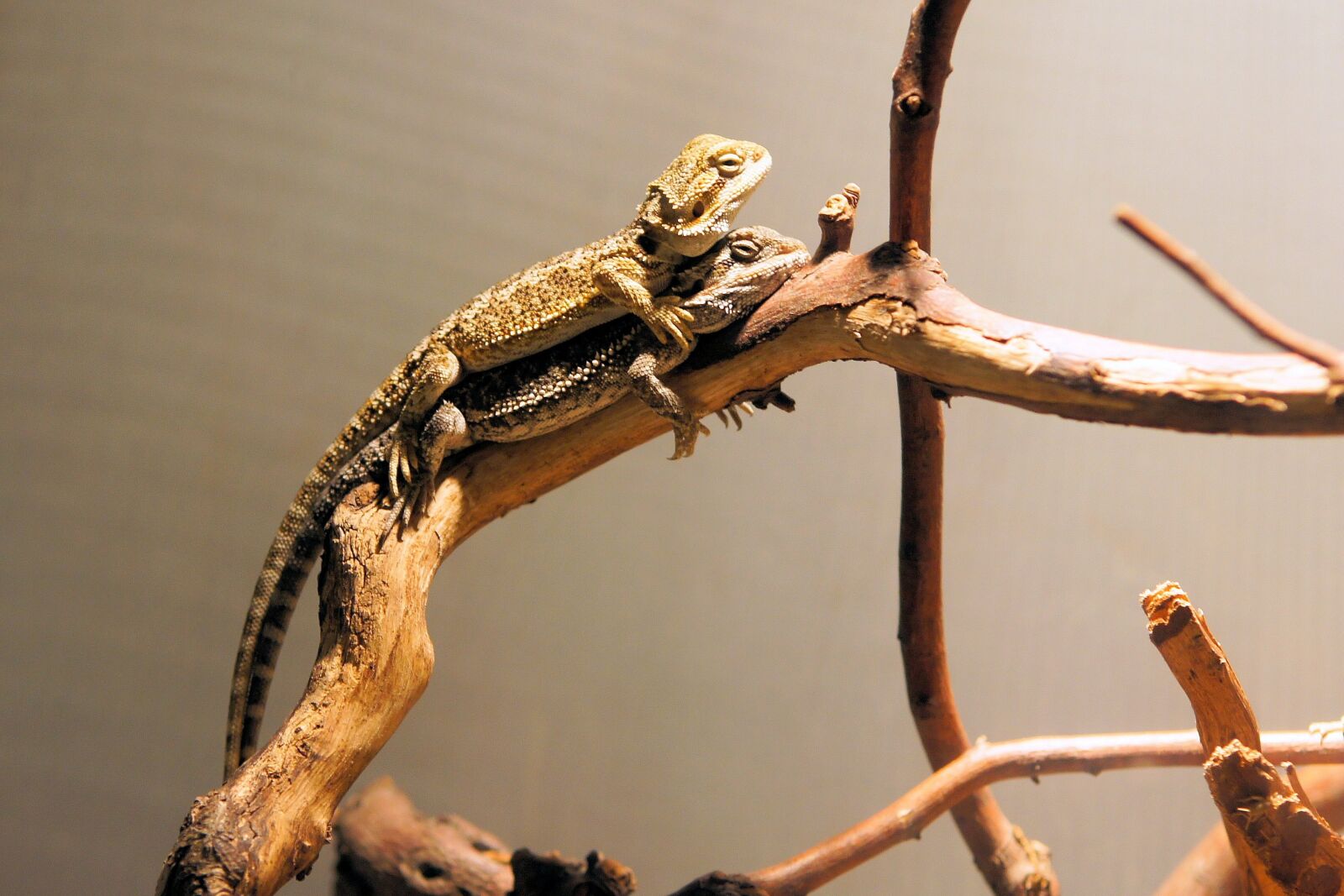 Sony Alpha DSLR-A500 sample photo. Chameleon, animals, nature photography