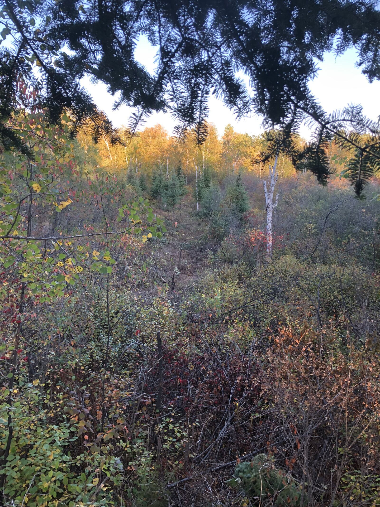 iPhone 8 back camera 3.99mm f/1.8 sample photo. Landscape, forest, wild photography