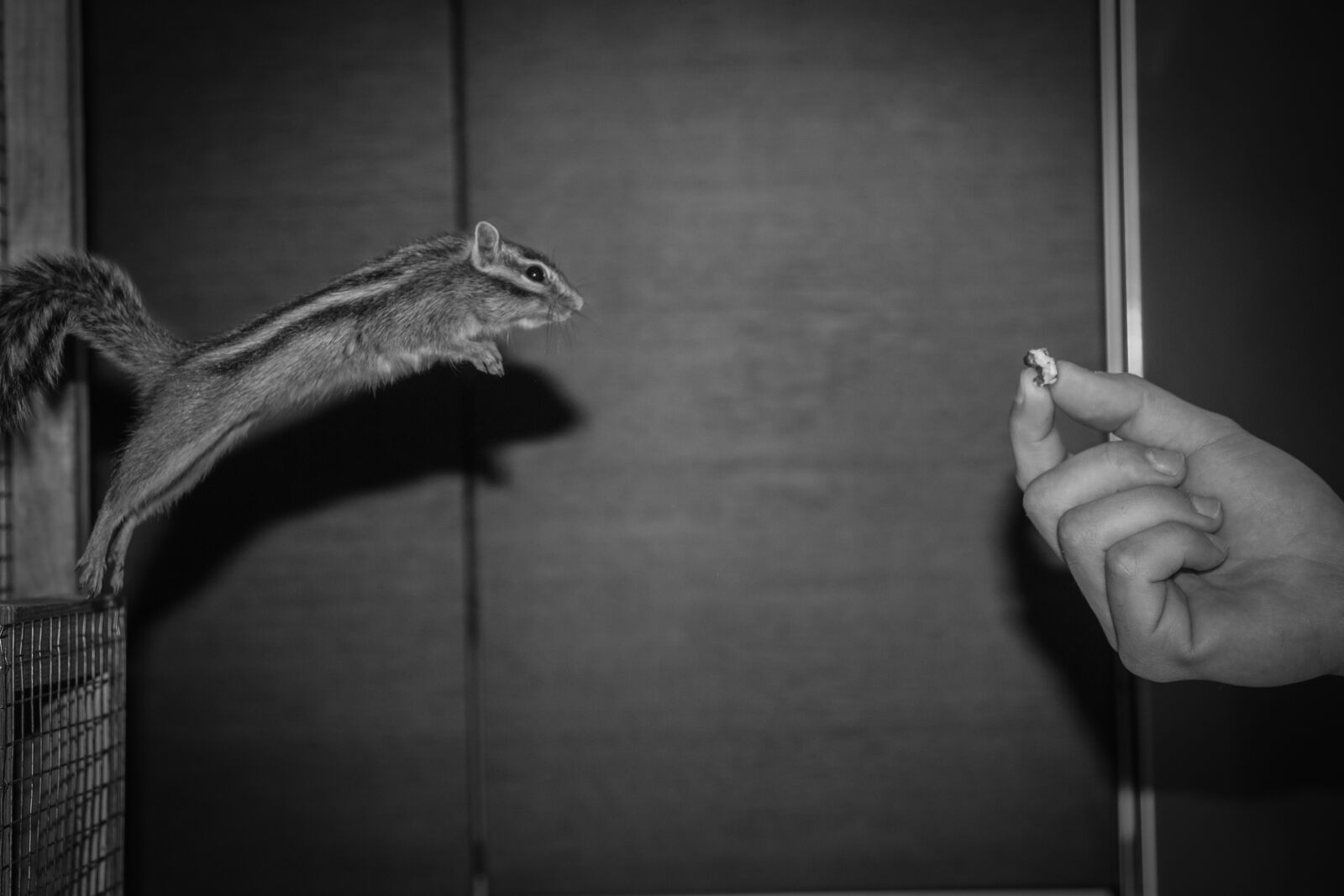 Canon EOS 60D + Canon EF 24-105mm F4L IS USM sample photo. One, squirrel, animal photography