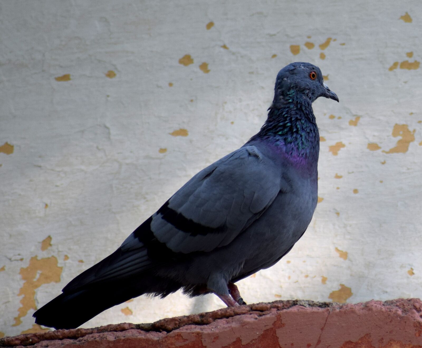 Nikon D3300 sample photo. Pigeon, bird, nature photography