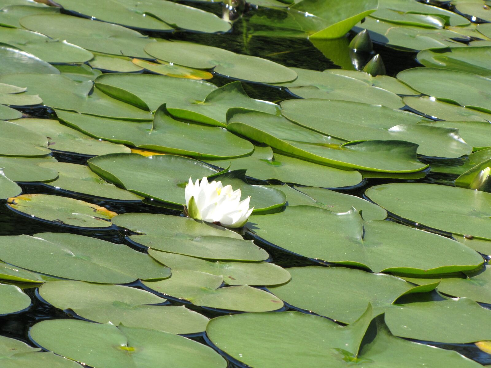 Canon PowerShot SX10 IS sample photo. Lilly, nature, flower photography