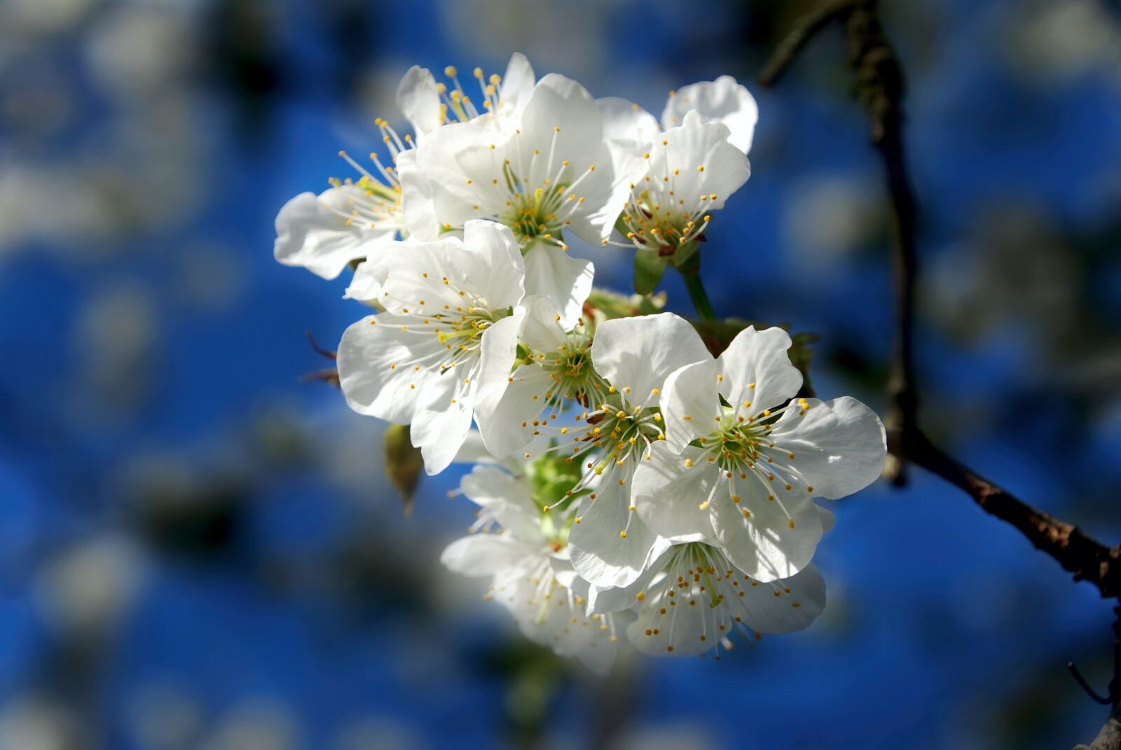 Nikon D80 sample photo. Cherry blossom, spring, cherry photography