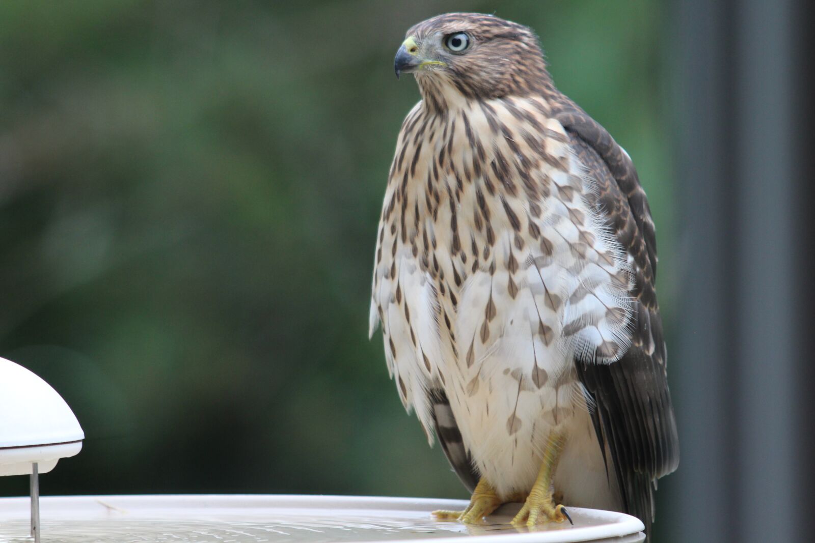 Canon EOS 700D (EOS Rebel T5i / EOS Kiss X7i) sample photo. Hawk, cooper, predator photography