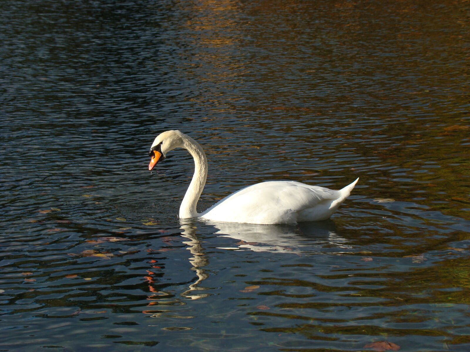 Sony DSC-H9 sample photo. Bird, water, swan photography